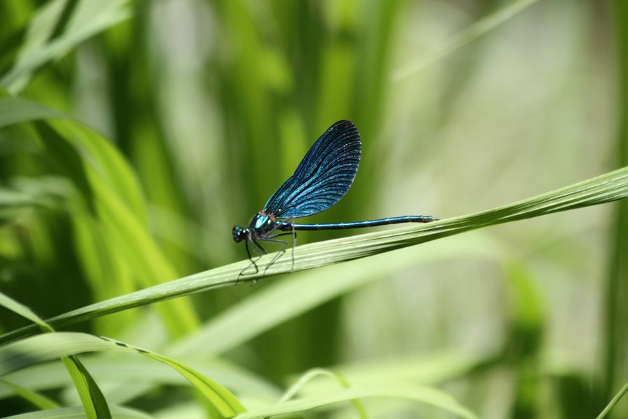 Calopteryx virgo festiva